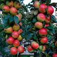 Яблоня колонновидная Останкино (осенний сорт)