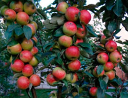 Яблоня колонновидная Останкино (осенний сорт)