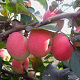 Яблоня карликовая Неженка (летний сорт)