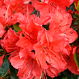 Азалия японская Гейша Ориндж (цветки оранжевые)