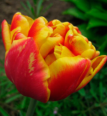Тюльпан jacuzzi фото и описание