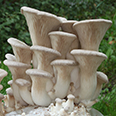 Белый степной гриб с гидрогелем (15 шт.)