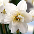 Нарцисс махровый Альбус Пленус Одоратус (в упаковке 5 шт.)