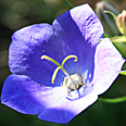 Цветок Колокольчик карпатский Голубой (0,1 гр.)