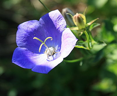 Цветок Колокольчик карпатский Голубой (0,1 гр.)