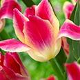 Тюльпан многоцветковый Тендер Виспер (в упаковке 10 луковиц)