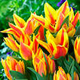 Тюльпан многоцветковый Виннипег (в упаковке 10 луковиц)