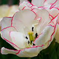 Тюльпан многоцветковый Белиция (в упаковке 7 луковиц)
