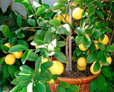 Цитрус Лимон Мейера (плоды оранжево-жёлтые)
