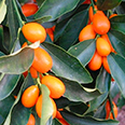 Цитрус Кумкват Нагами (плоды ярко-оранжевые)