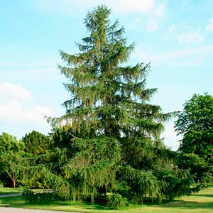 Лиственница европейская (H30-40см)