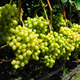 Виноград плодовый Аркадия (Настя) H20-40см