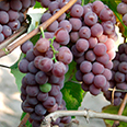 Виноград плодовый Канадис (H20-40см)