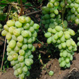 Виноград плодовый Русский янтарь (H20-40см)
