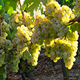 Виноград плодовый Солярис (H20-40см)