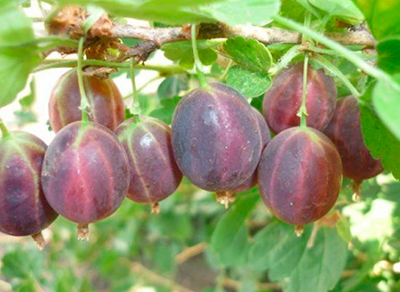 Крыжовник Ахиллес (H20-40см)