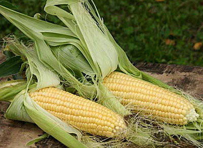 Кукуруза Ника 353 (сахарная) 4 гр.