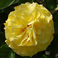 Роза Рейн Лючия (парковая)