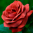 Роза Терракота (мейян, чайно-гибридная)