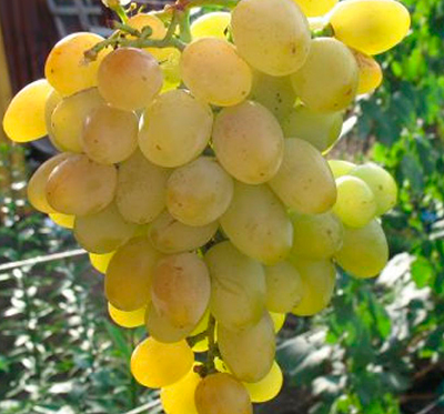 Виноград Галахад (очень ранний сорт)