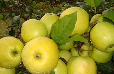 Яблоня карликовая Юнга (позднелетний сорт)