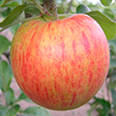 Яблоня Орлинка (летний сорт)