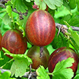 Крыжовник Белорусский красный (среднеспелый сорт)
