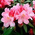 Рододендрон якушиманский Роза Вольке