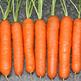 Морковь Нантезе (2 гр.)