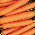 Морковь Нантская 4 (2 гр.)