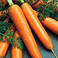 Морковь Флаккоро (2 гр.)