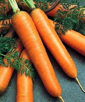 Морковь Флаккоро (2 гр.)