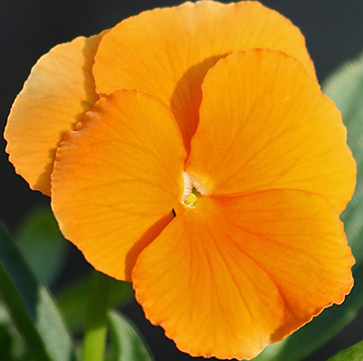 Цветок Анютины глазки Оранжевое солнышко (0,2 гр.)