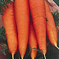 Морковь Холидей F1 (2 гр.)