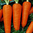 Морковь Шантенэ 2461 (2 гр.)