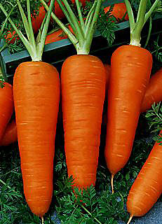 Морковь Шантенэ 2461 (2 гр.)