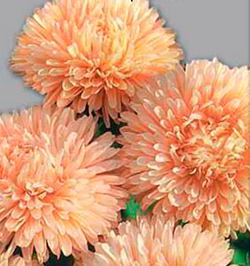 Цветок Астра королевский размер Абрикосовая (0,1 гр.)