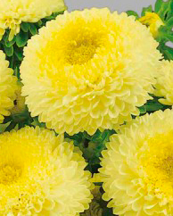 Цветок Астра помпонная Жёлтая (0,3 гр.)