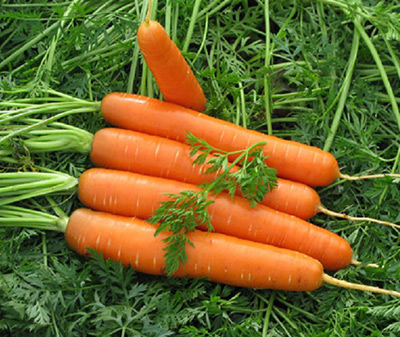 Морковь Долянка (2 гр.)