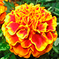 Цветок Бархатцы Двухцветный гигант (отклоненные) 0,4 гр.