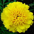 Цветок Бархатцы Лемон Дроп (махровые, отклоненные) 0,4 гр.