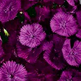 Цветок Гвоздика Турецкая Фиолетовая гора (0,25 гр.)