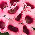 Цветок Глоксиния Харизма Розовая (5 шт.)