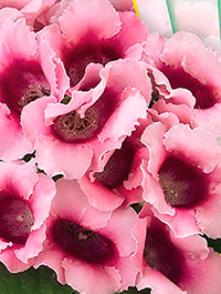 Цветок Глоксиния Харизма Розовая (5 шт.)