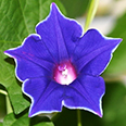 Цветок Ипомея Пикоти синяя (0,3 гр.)