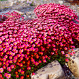 Цветок Камнеломка Арендса Пурпурный ковер (0,01 гр.)