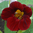 Цветок Настурция низкорослая Чёрный трюфель (1 гр.)