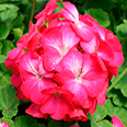 Цветок Пеларгония зональная Люстра Дип Роуз (5 шт.)