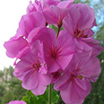 Цветок Пеларгония зональная Люстра Лавендер (5 шт.)