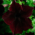 Цветок Петуния гибридная Софистика Блекберри (5 шт.)